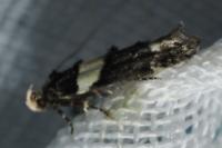 Recurvaria leucatella