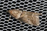 Acrobasis consociella