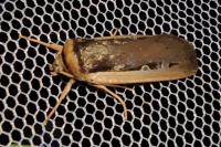 Ochropleura leucogaster