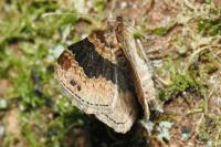 Xanthorhoe ferrugata