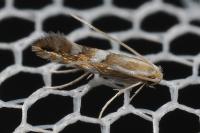 Phyllonorycter maestingella