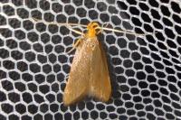 Eurodachtha pallicornella