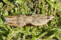 Hypatima rhomboidella