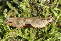 Hypatima rhomboidella