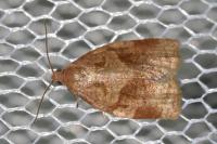 Archips rosana