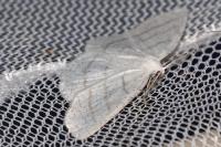 Cabera pusaria