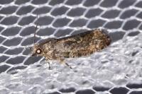Zeiraphera isertana