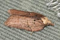 Acleris hastiana