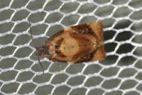 Ditula angustiorana