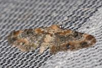 Eupithecia pulchellata