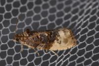 Hedya nubiferana