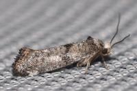 Paraswammerdamia nebulella