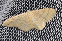 Idaea straminata