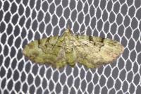 Pasiphila rectangulata