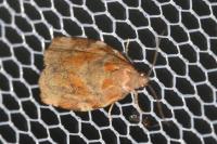 Archips xylosteana