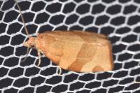 Pandemis cerasana