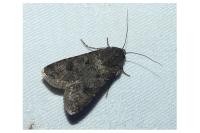 Agrotis segetum