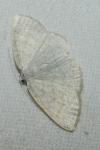 Cabera exanthemata