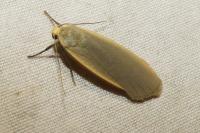 Collita griseola