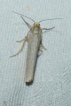 Eilema caniola