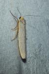 Eilema caniola