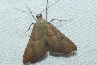 Endotricha flammealis