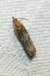 Eucosma cana