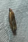 Eucosma cana