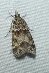 Eudonia mercurella