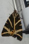 Euplagia quadripunctaria