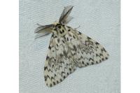 Lymantria monacha