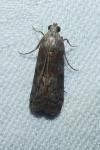Phycita roborella
