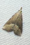 Schrankia taenialis