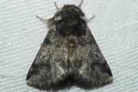 Thaumetopoea processionea