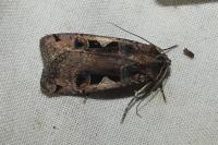Xestia c-nigrum
