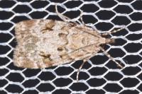 Scoparia basistrigalis