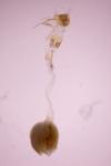 Scoparia basistrigalis