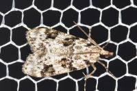Eudonia delunella