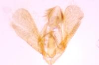 Eudonia delunella