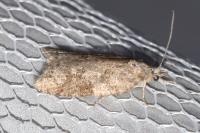 Cnephasia incertana