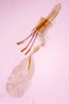 Cnephasia incertana