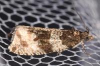 Orthotaenia undulana