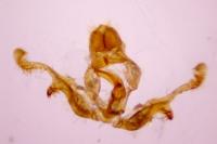 Orthotaenia undulana