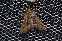 Oligia latruncula