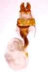 Oligia latruncula