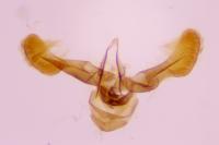 Strophedra nitidana