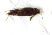 Oxypteryx atrella