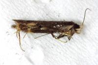 Oxypteryx atrella