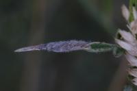 Coleophora calycotomella