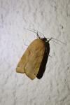 Noctua fimbriata